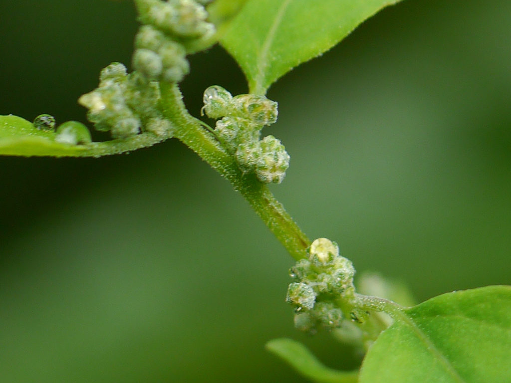 Interacciones de las plantas