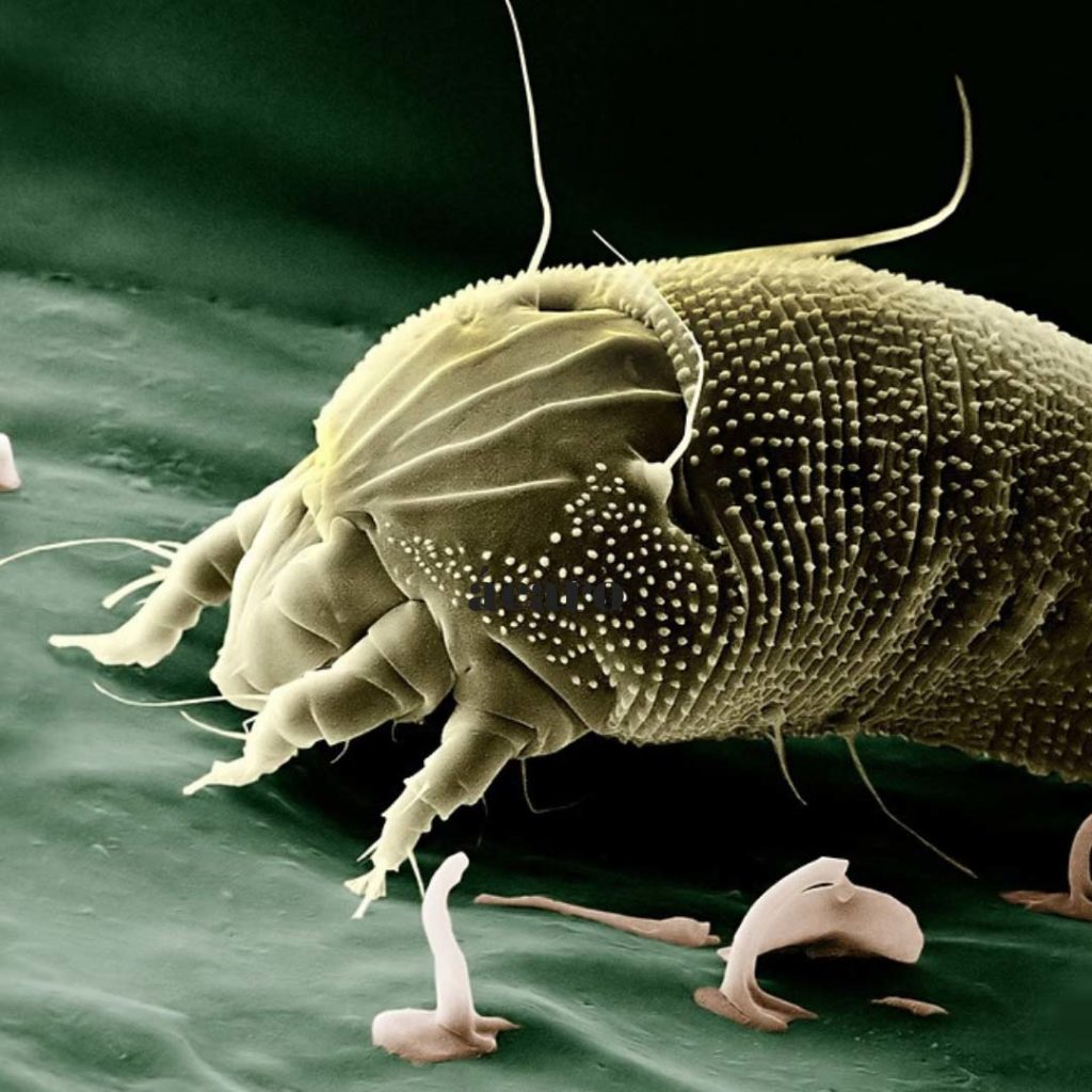 Las plantas de tu cocina que te ayudan con las alergias