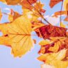 Plantas para el otoño