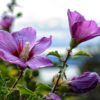 Plantas para limpiar los pulmones