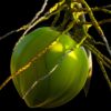 Plantas para prevenir los efectos del sol