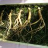 Plantas para mejorar la líbido