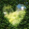 Plantas para combatir los estragos del verano