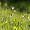Plantas para la alergia