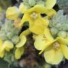 Plantas silvestres y sus propiedades