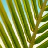 Plantas latinoamericanas con propiedades fitoterapéuticas