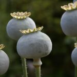 El opio: Una historia milenaria de sanación, adicción y controversia