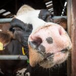 Vacas Locas