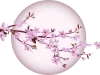 cherry-blossom-5439750__340